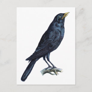 Crow Postcard