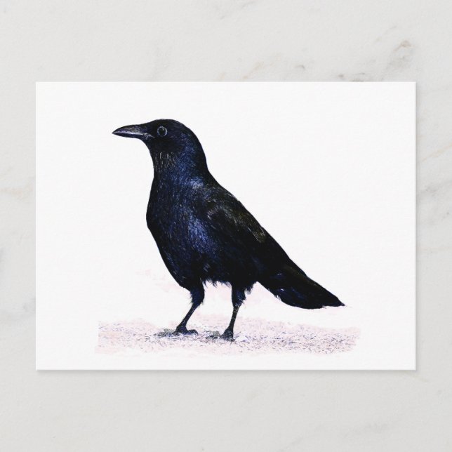 Crow Postcard (Front)