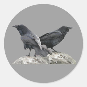 Crow Raven Classic Round Sticker