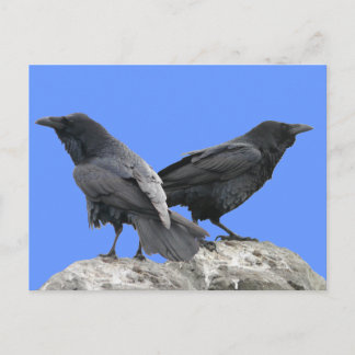 Crow Raven Postcard