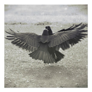 Crow/Raven Poster