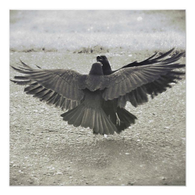 Crow/Raven Poster (Front)
