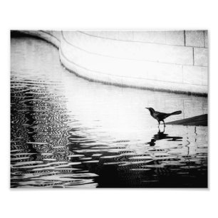 Crow Reflected in Water - B&W Photograph