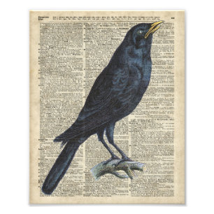 Crow Vintage Illustration At Old Encyclopaedia Pag Photo Print