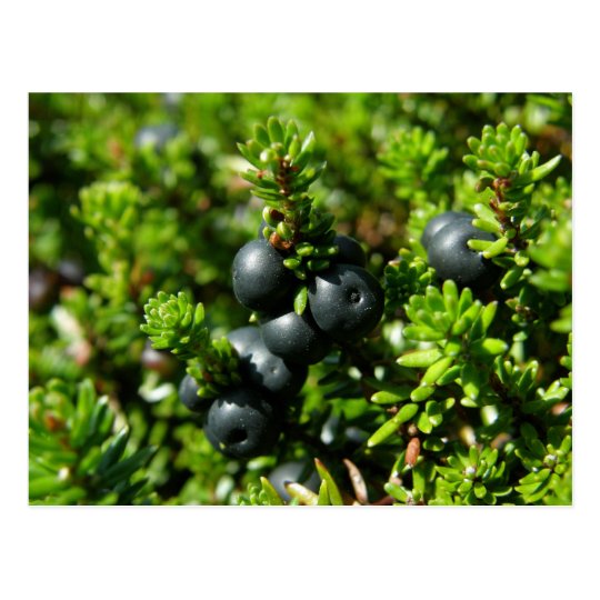 Crowberries on Unalaska Island Postcard