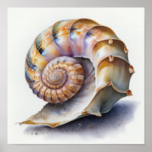 Crowie conch shell in watercolor poster