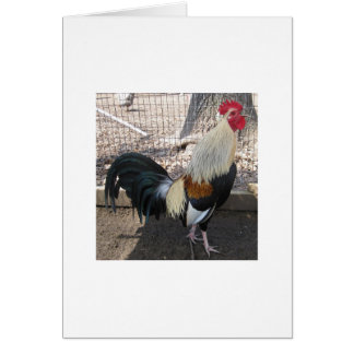 Crowing Grey Gamecock