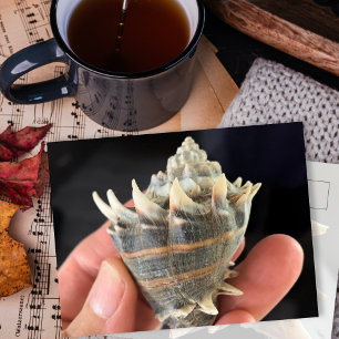Crown Conch Seashell Photography Postcard