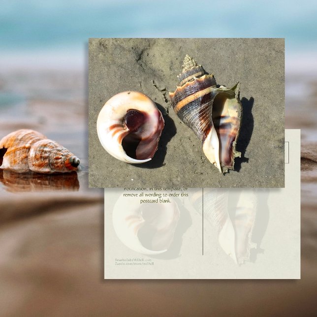 Crown Conch Seashells in Nature Postcard (Creator Uploaded)