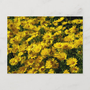 Crown Daisies / Chrysanthemum Coronarium Postcard