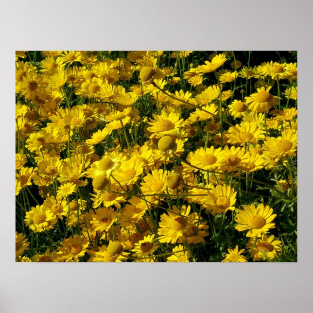 Crown Daisies / Chrysanthemum Coronarium Poster (Front)