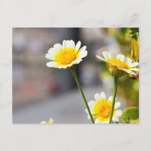 Crown Daisy Postcard