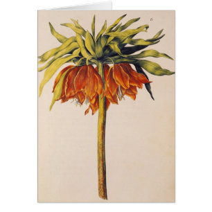 Crown Fritillary, from 'La Guirlande de Julie'