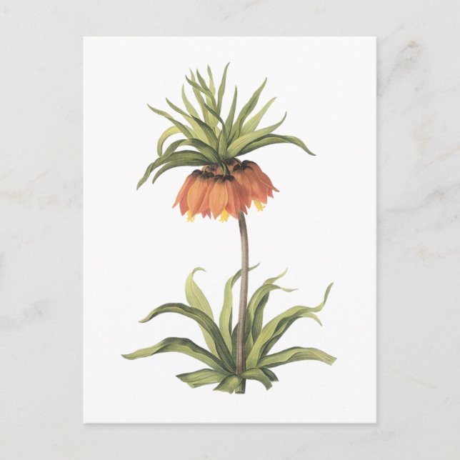 crown imperial(Fritillaria imperialis) by Redouté Postcard (Front)