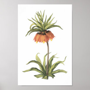 crown imperial(Fritillaria imperialis) by Redouté Poster