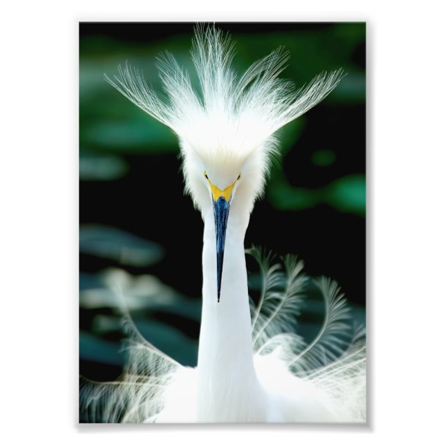 Crown of Feathers Photo Print (Front)