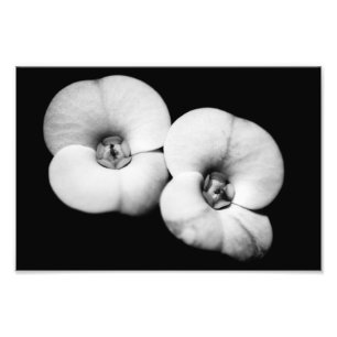 crown of thorns photo print