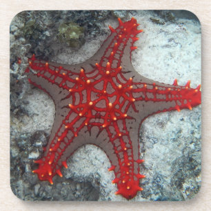 Crown Of Thorns Starfish On The Coral Reef Coaster