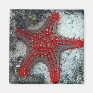 Crown Of Thorns Starfish On The Coral Reef Magnet