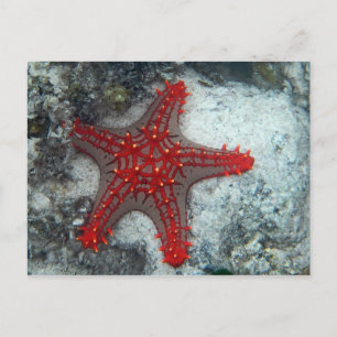 Crown Of Thorns Starfish On The Coral Reef Postcard