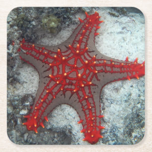 Crown Of Thorns Starfish On The Coral Reef Square Paper Coaster