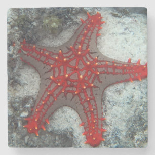 Crown Of Thorns Starfish On The Coral Reef Stone Coaster