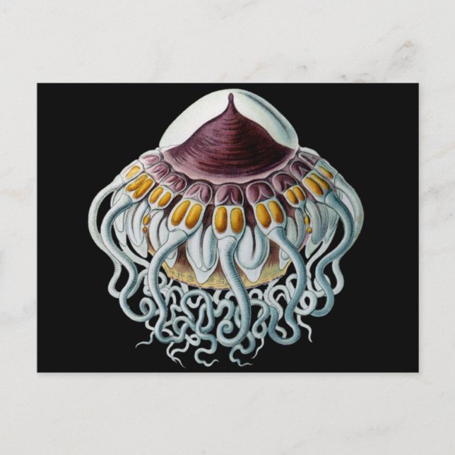 Crown or Helmet Jellyfish Postcard (Front)