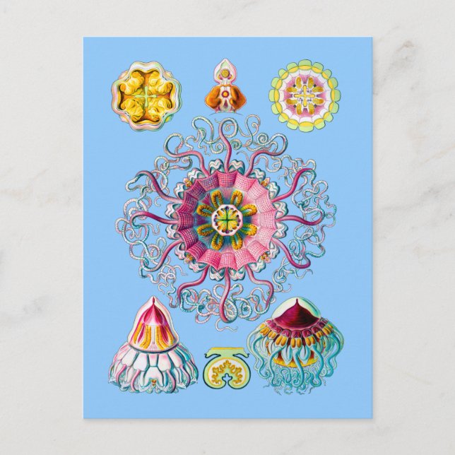 Crown or Helmet Jellyfish Postcard (Front)