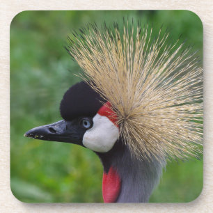Crowned Crane Coaster