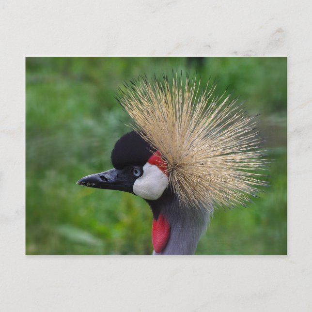 Crowned Crane Postcard (Front)
