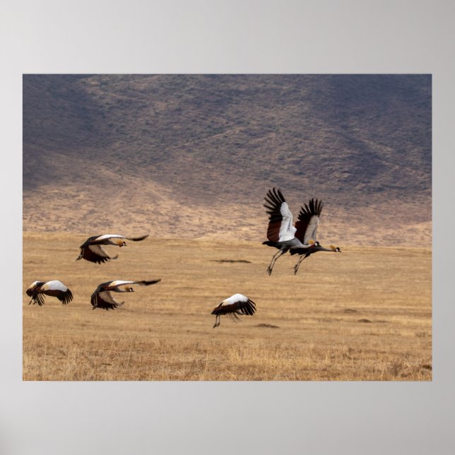 Crowned Cranes in Flight Poster (Front)