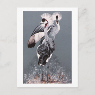 Crowned Cranes Postcard