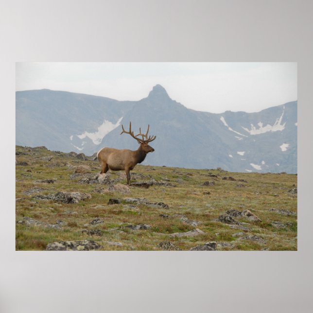 Crowned in Majesty Poster (Front)