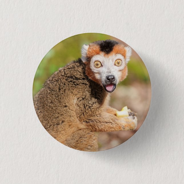 Crowned Lemur's Surprise: A Candid Expression 3 Cm Round Badge (Front)
