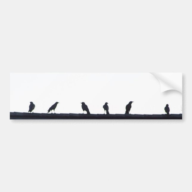 Crows in a line bumper sticker (Front)
