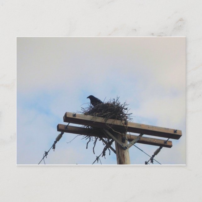 Crows Nest in Ak Postcard (Front)