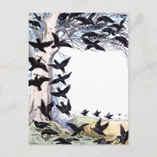 Crows Postcard