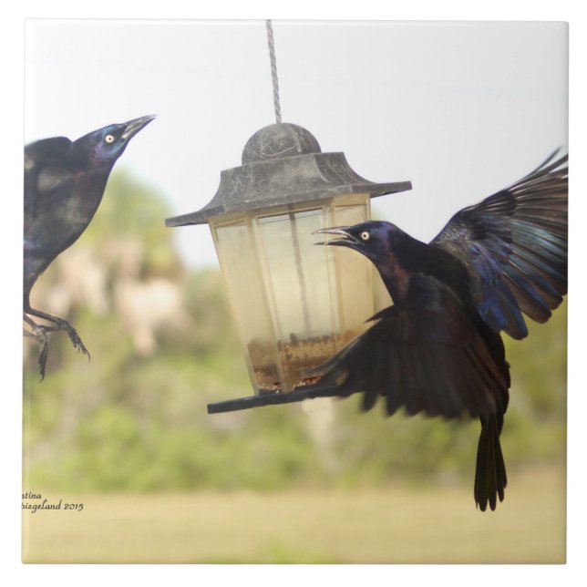 Crows Ravens Blackbirds birds Tile (Front)