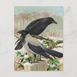 Crows Vintage Bird Illustration Postcard