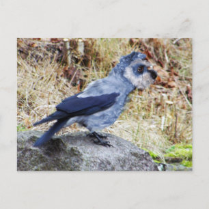 Crowschnauzer Postcard