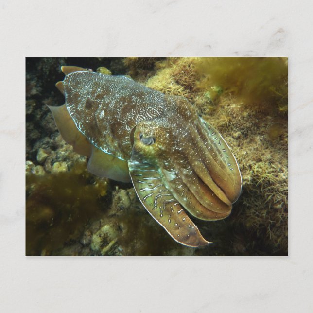 Cruising Giant Australian Cuttlefish Postcard (Front)