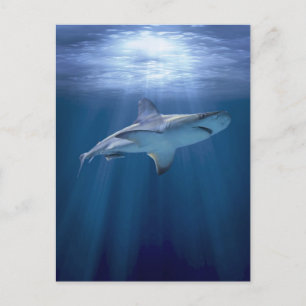 Cruising Shark Postcard