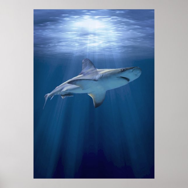 Cruising Shark Poster (Front)