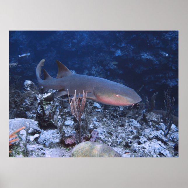 Cruising the Reef Poster (Front)