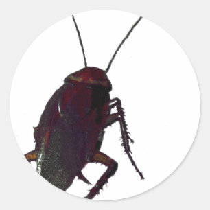 Crunchy Cockroach Classic Round Sticker