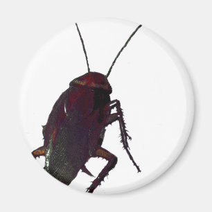 Crunchy Cockroach Magnet