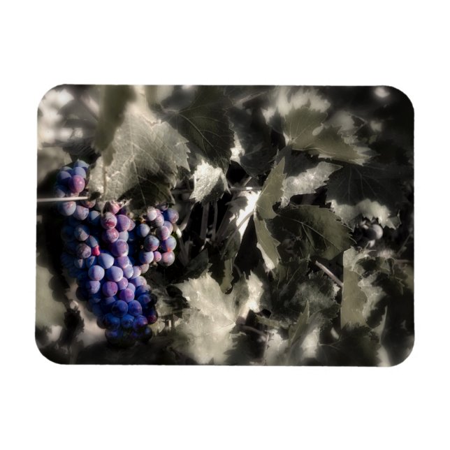 Crush at Tefft Cellars main vineyard Magnet (Horizontal)