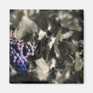 Crush at Tefft Cellars main vineyard Magnet