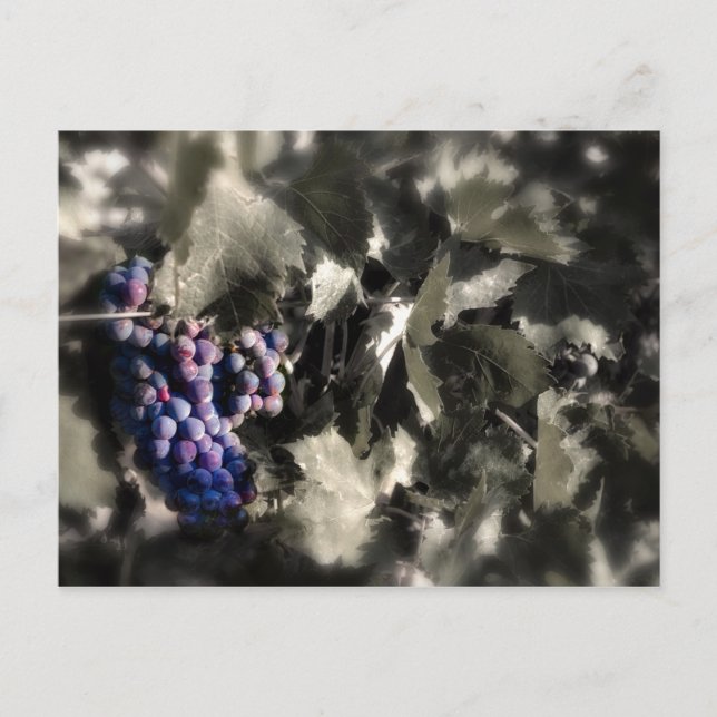 Crush at Tefft Cellars main vineyard Postcard (Front)