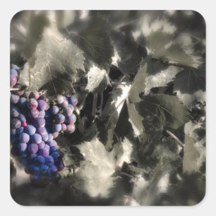 Crush at Tefft Cellars main vineyard Square Sticker